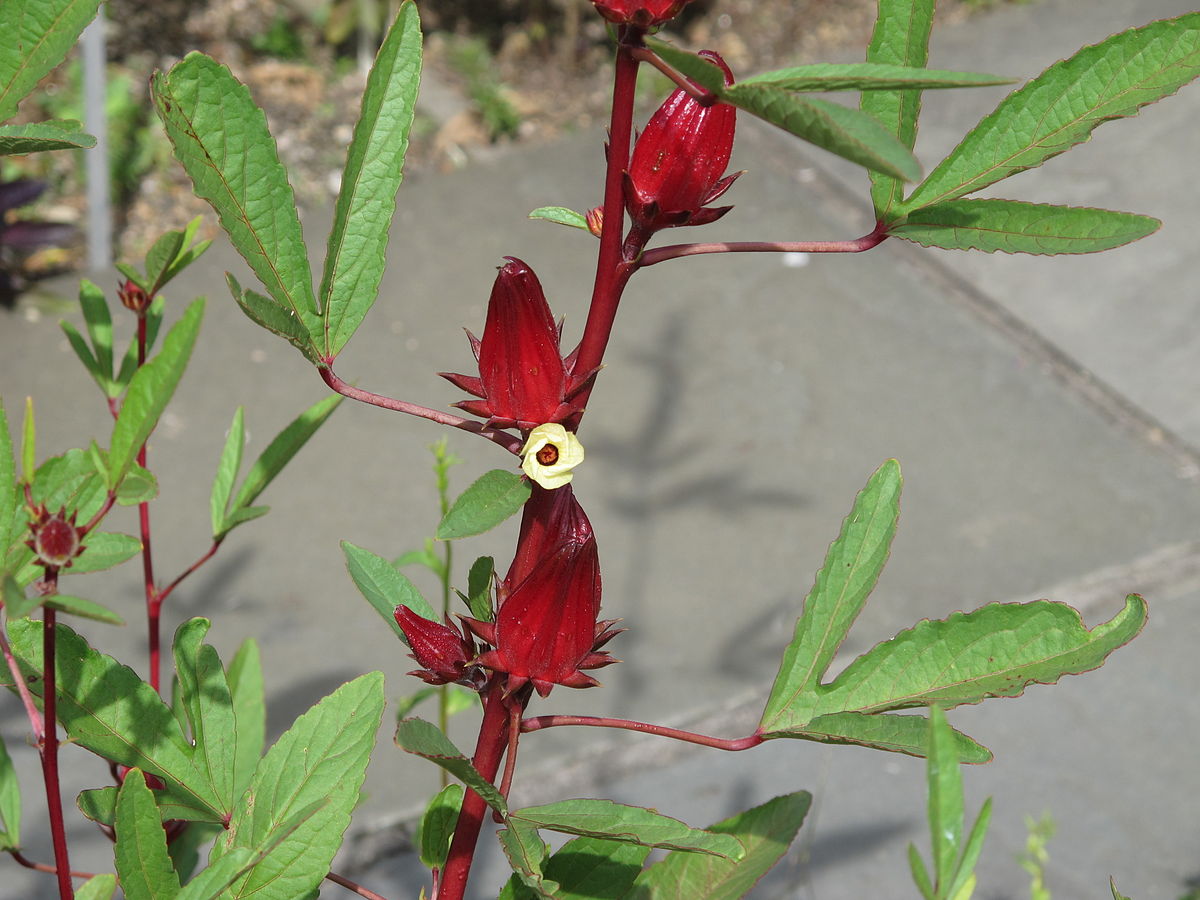 Hoa Hibiscus rất dễ trồng và phù hợp với điều kiện khí hậu của Việt Nam