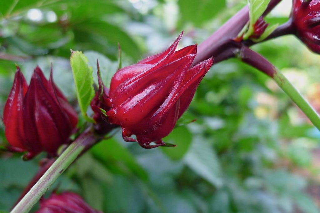 Sau khi hoa Hibiscus rụng, quả sẽ được thu hoạch sau 35 ngày