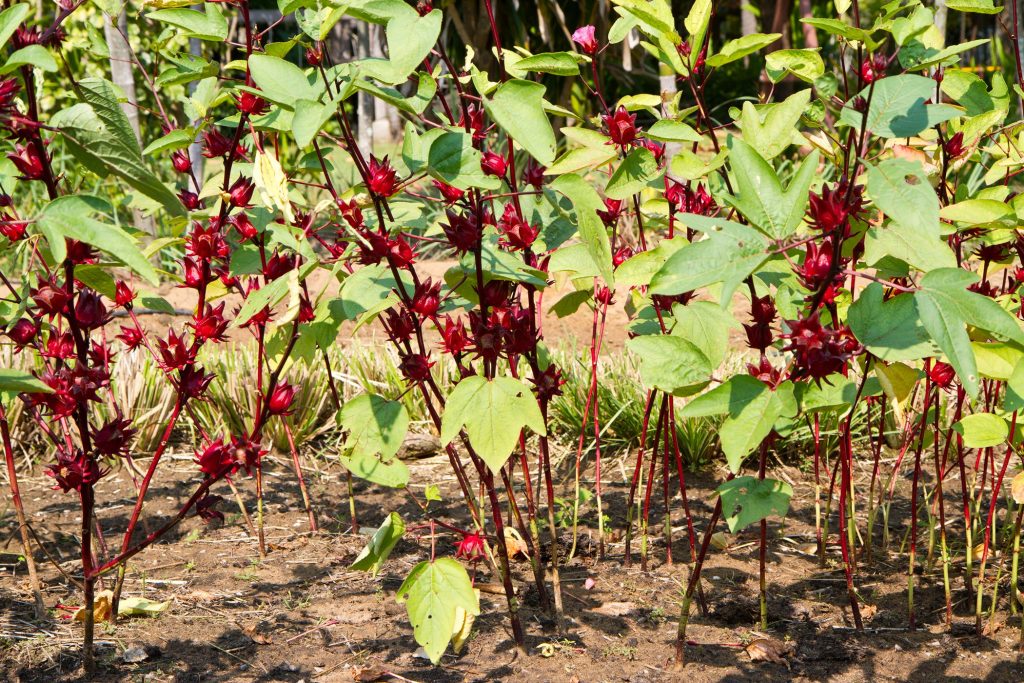 Kỹ thuật trồng Hibiscus không quá phức tạp